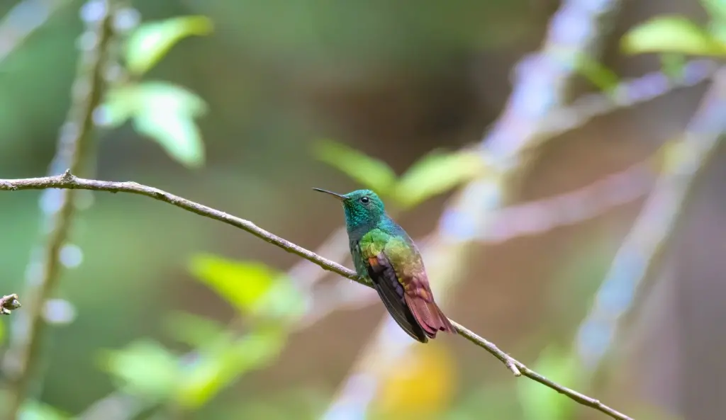Vogelreis Guatemala Berylline Hummingbird 1