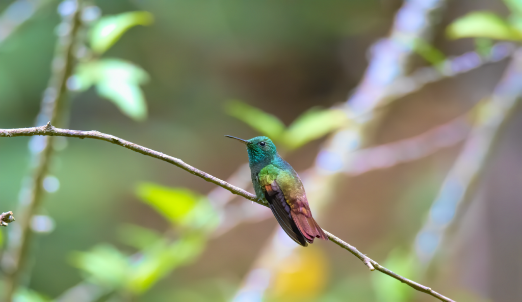 Vogelreis Guatemala Berylline Hummingbird