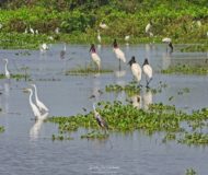 Reuzenooievaars witte reigers