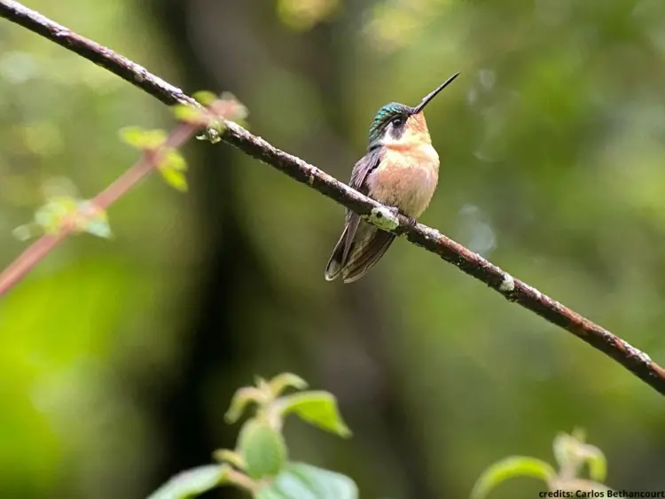 White throated Mountain gem