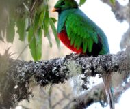 White-tipped Quetzal