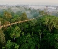 Canopy walk Amazone