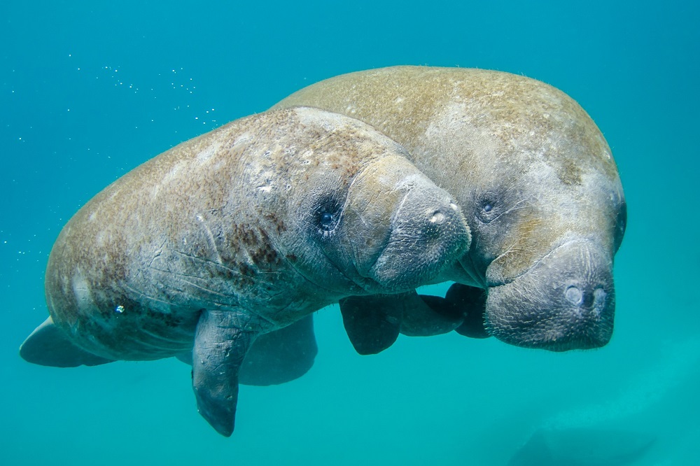 Zeekoeien Belize