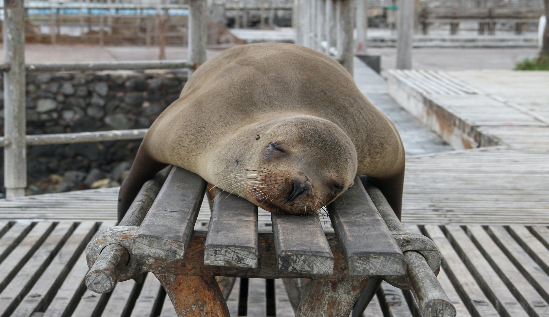 Zeeleeuw eilandhoppen galapagos eilanden