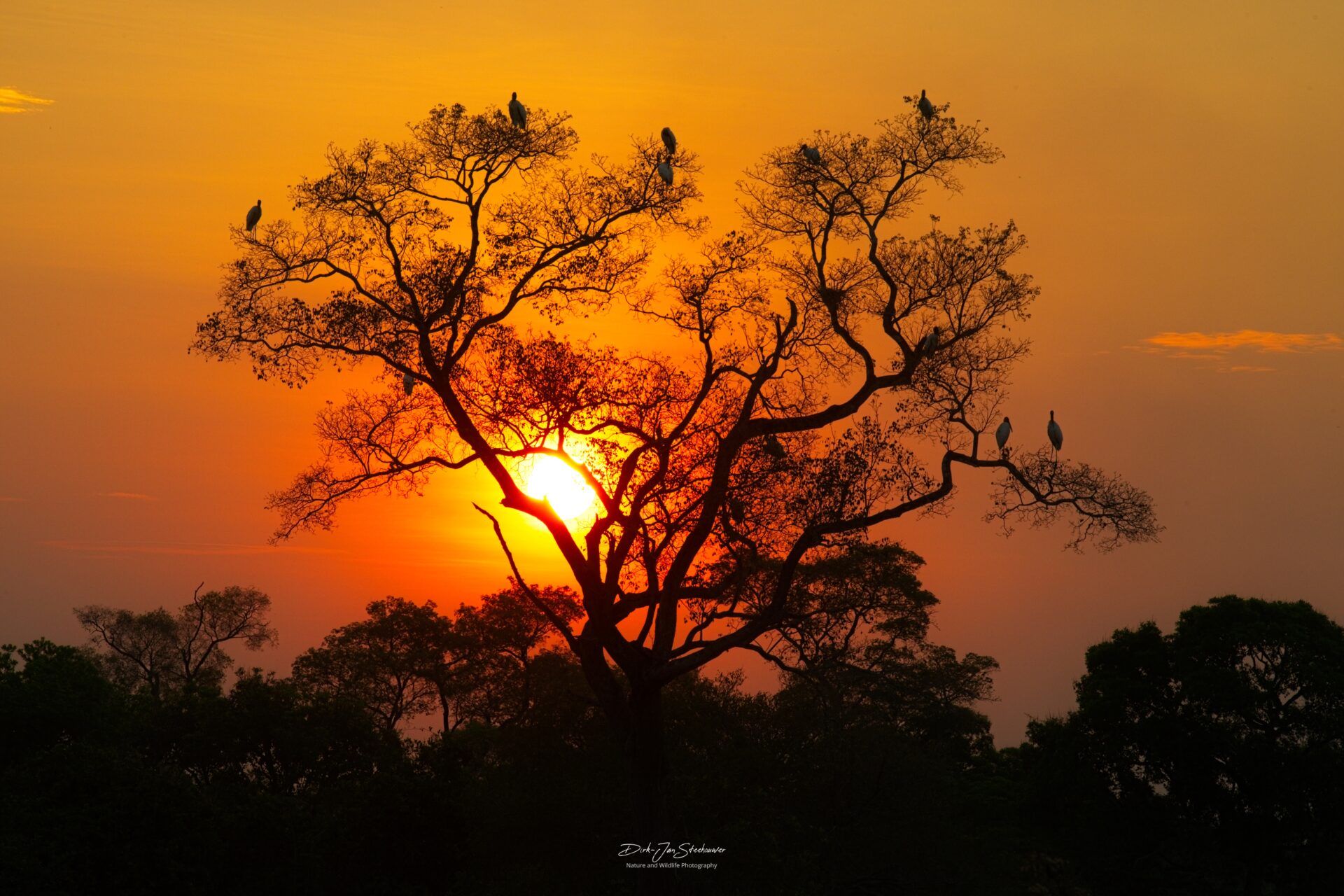 Zonsondergang fotoreis Pantanal