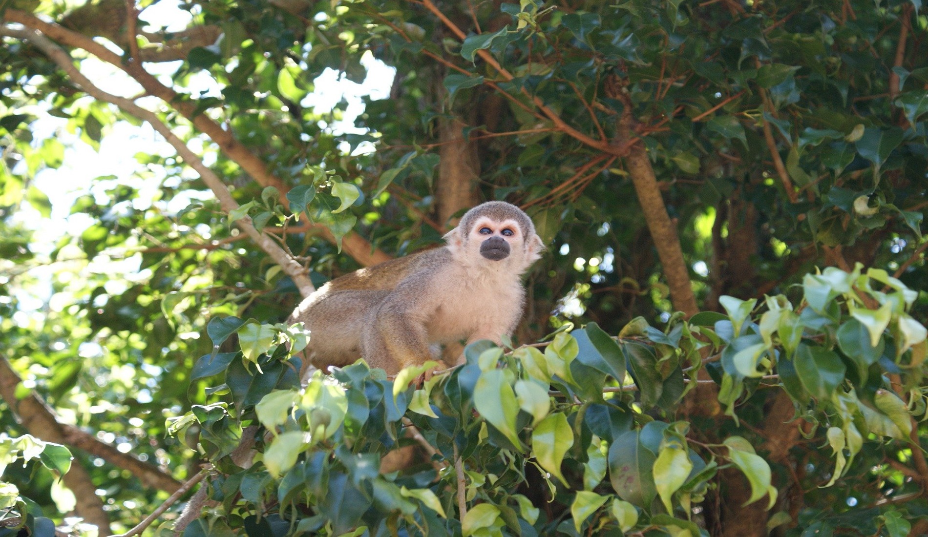 aap amazone bezienswaardigheden colombia