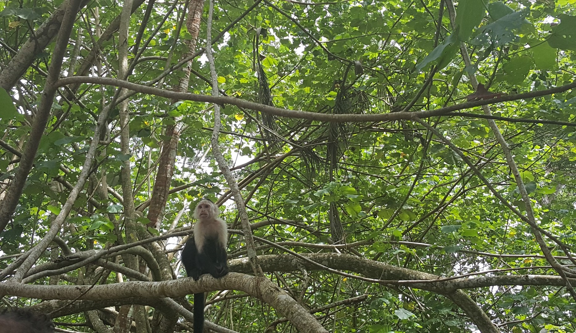 aap cahuita