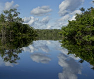 Amazone