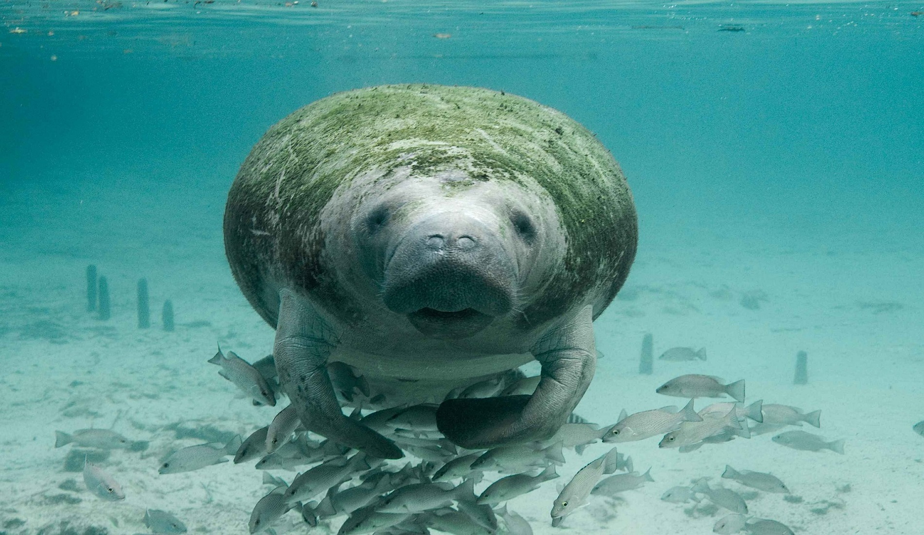 belize hoogtepunten reis zeekoe