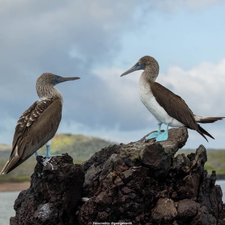 blauwvoetgenten ecuador fotoreis
