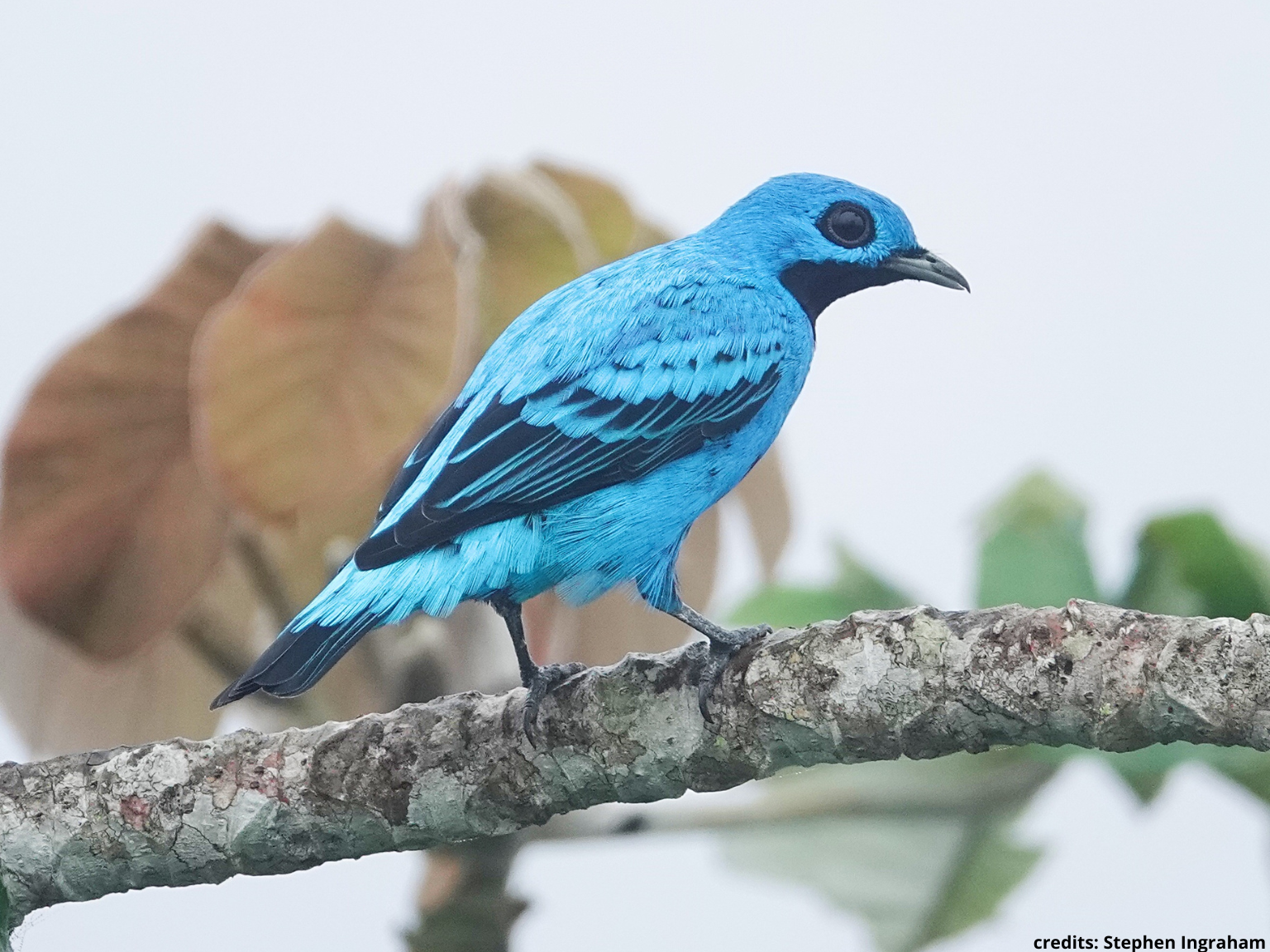 blue bird panama