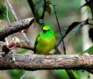 Blue Naped Chlorophonia Santa Marta