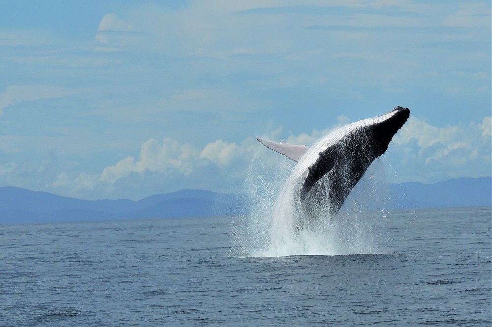 Whale watching tour