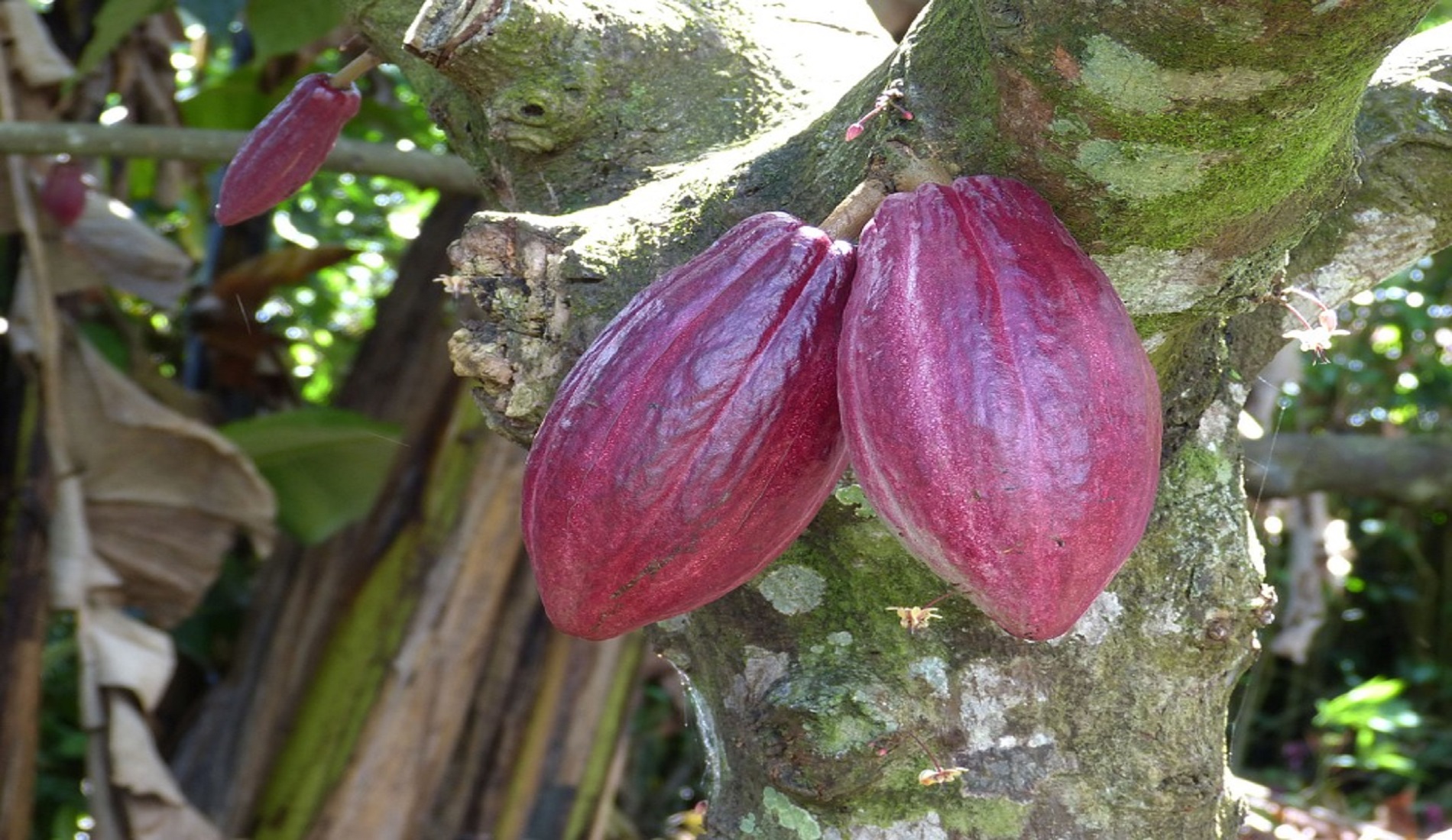 cacao tour plant