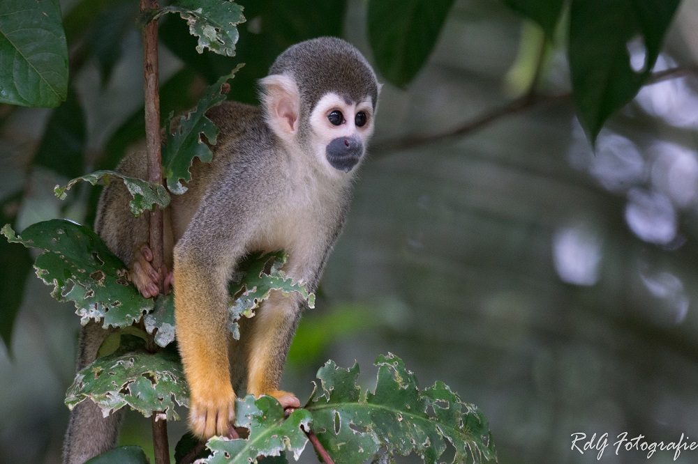 Aap Amazone 1