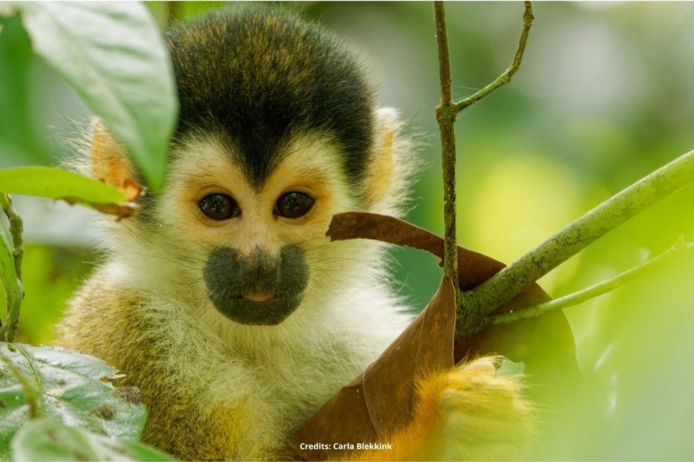 Aap Costa Rica Aap Costa Rica