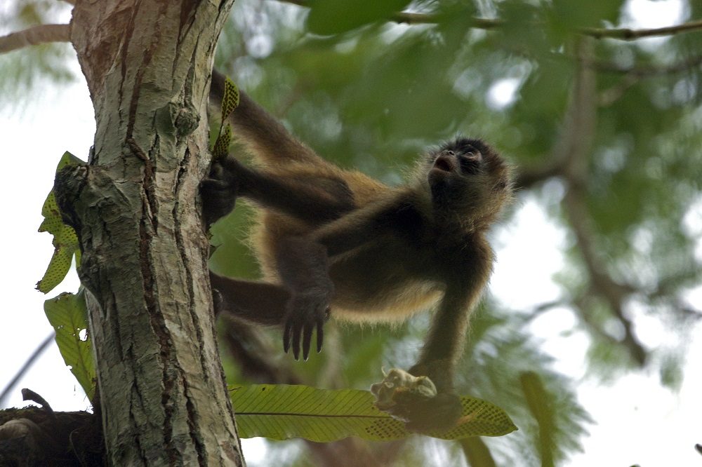 Aap Los Guatuzos Aap Los Guatuzos