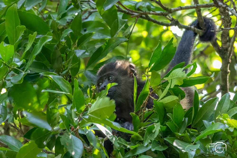 Aap fotoreis Costa Rica