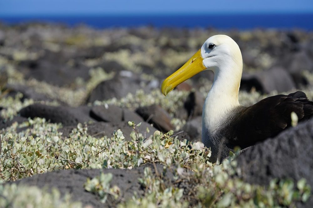 Albatros dieren Galapagos