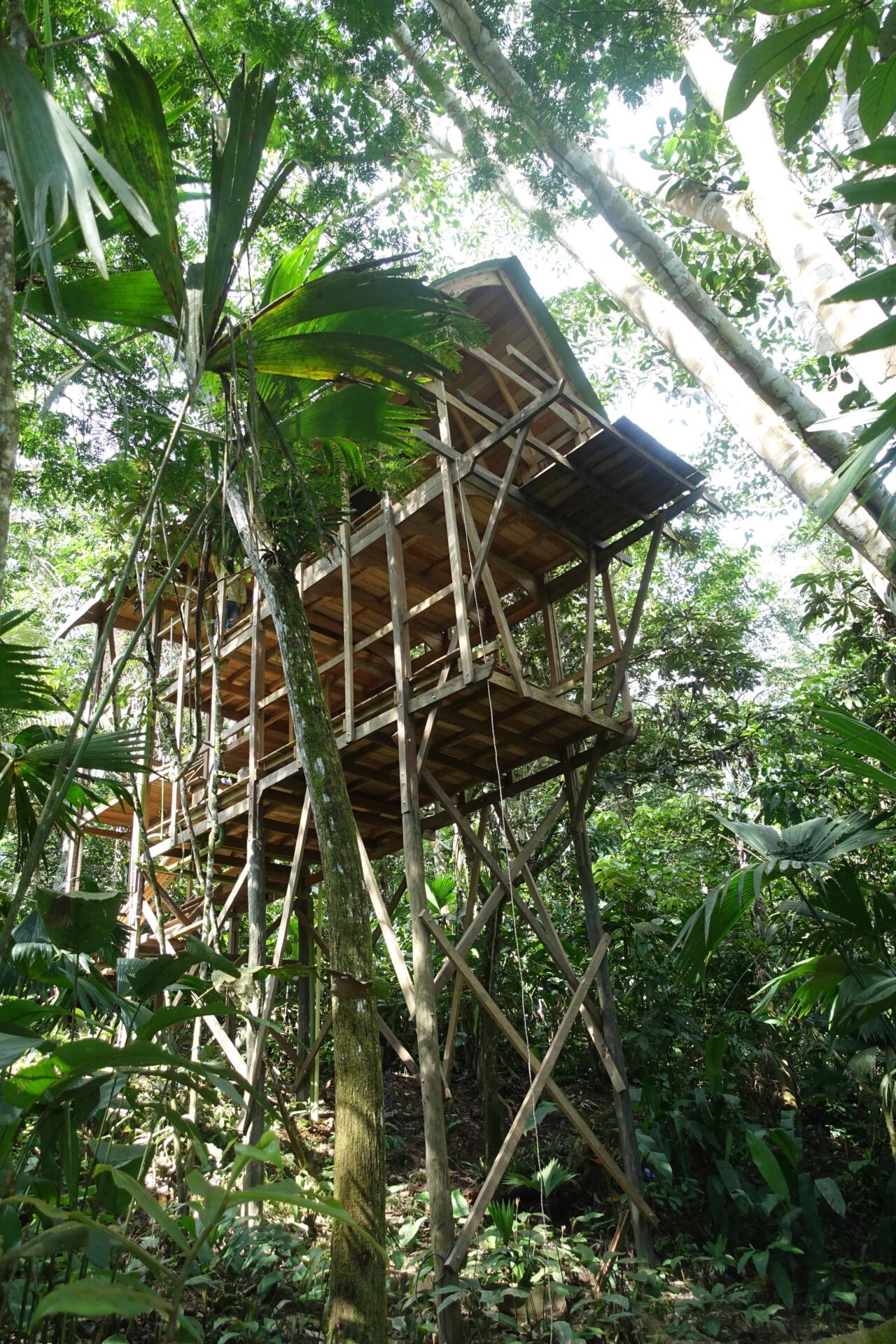 Amazone Colombia