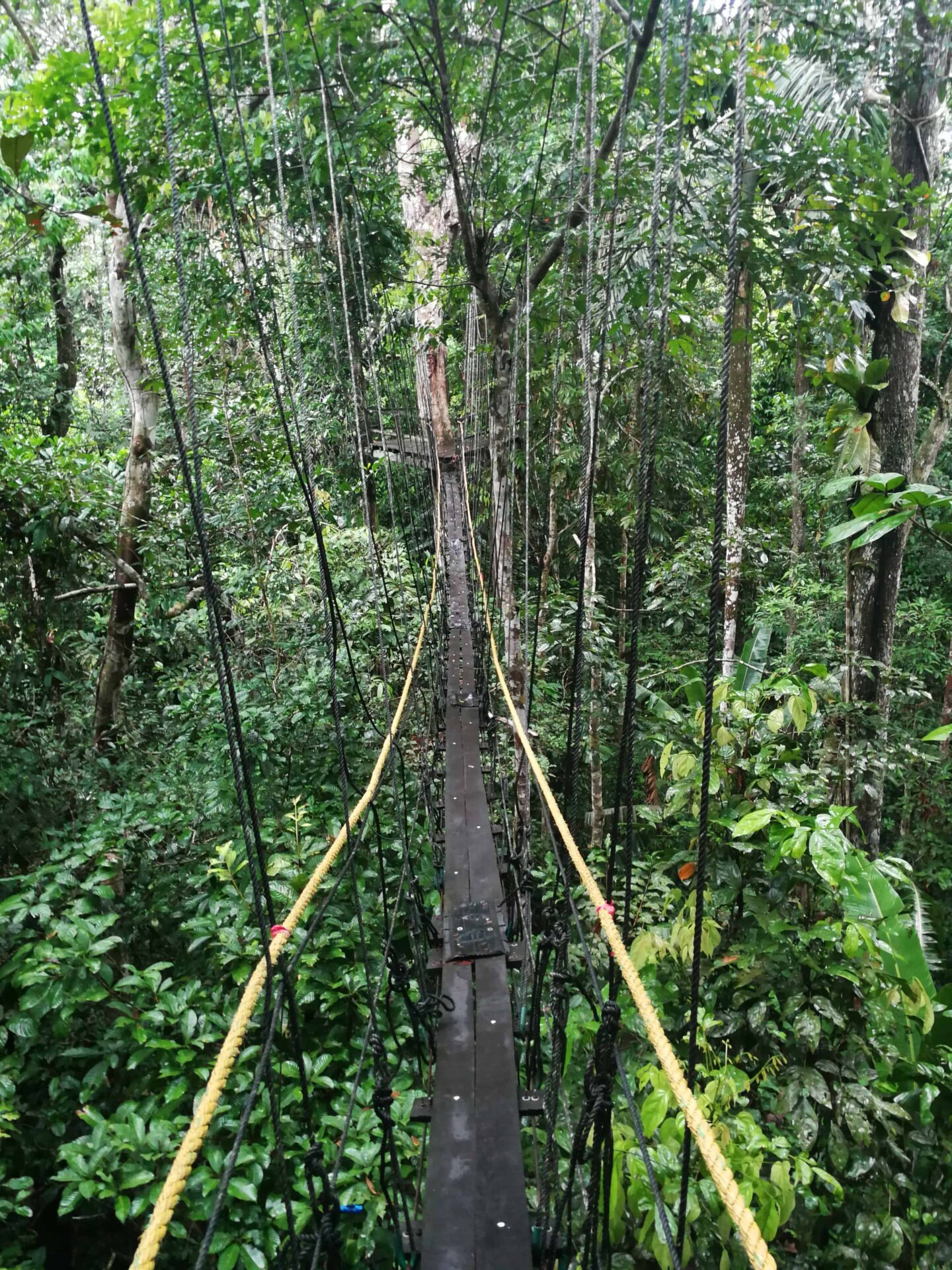 Amazone 5