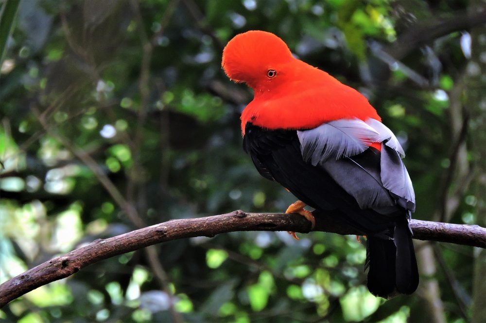 Andean Cock of the Rock
