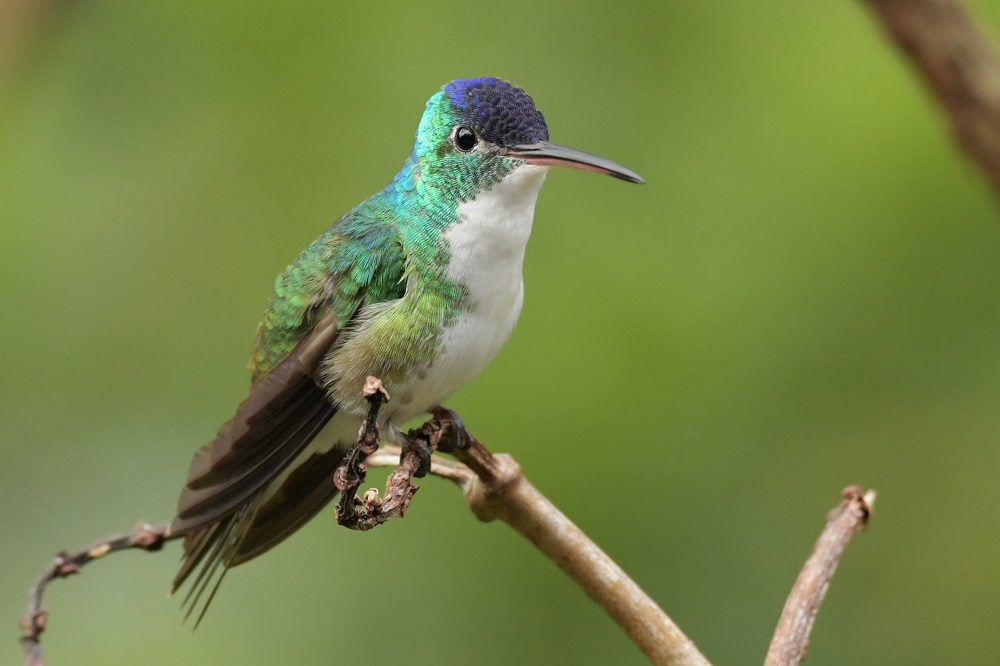 Andean Emerald vogel