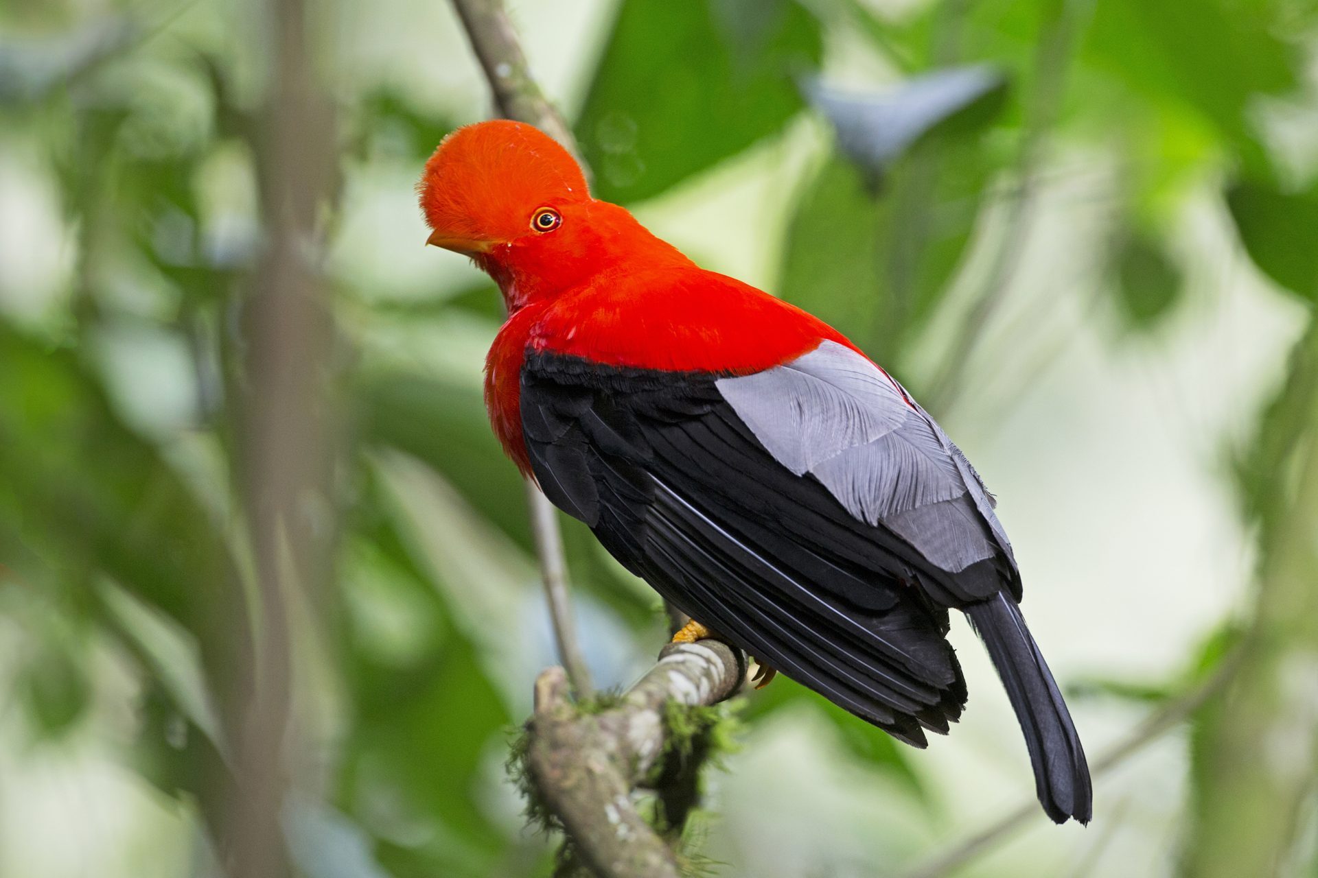Andean cock of the rock