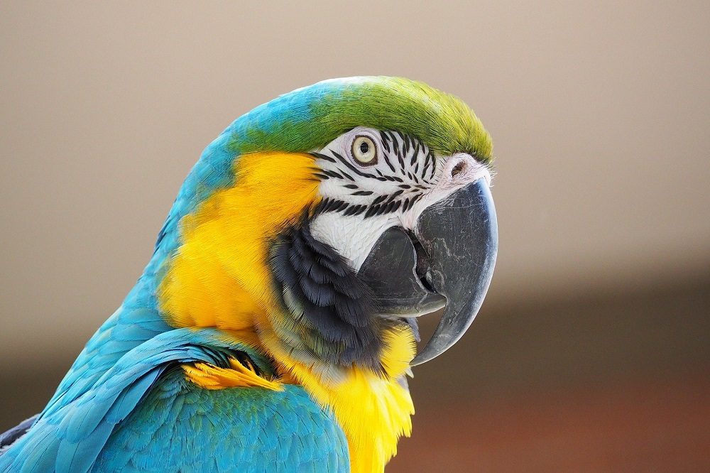 Ara Amazone 1