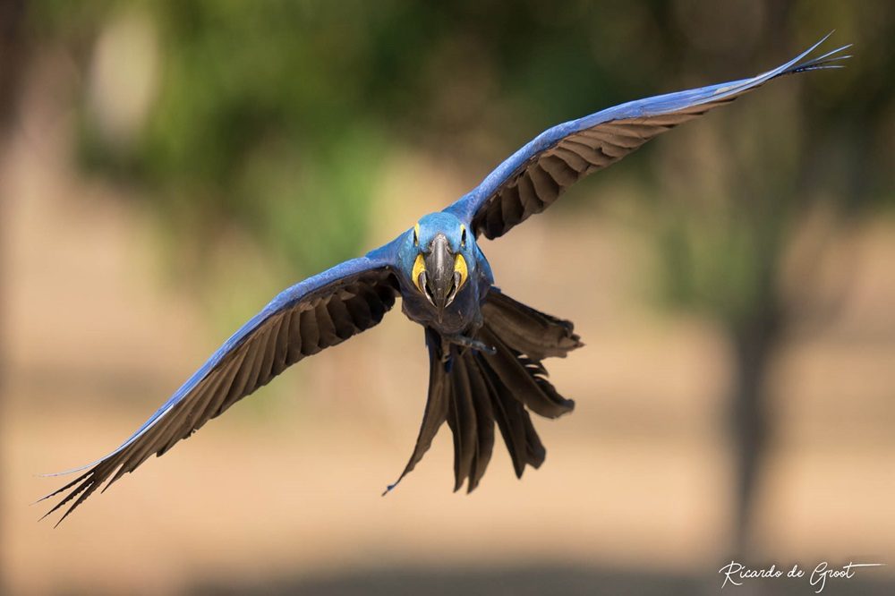 Ara Pantanal Ara Pantanal