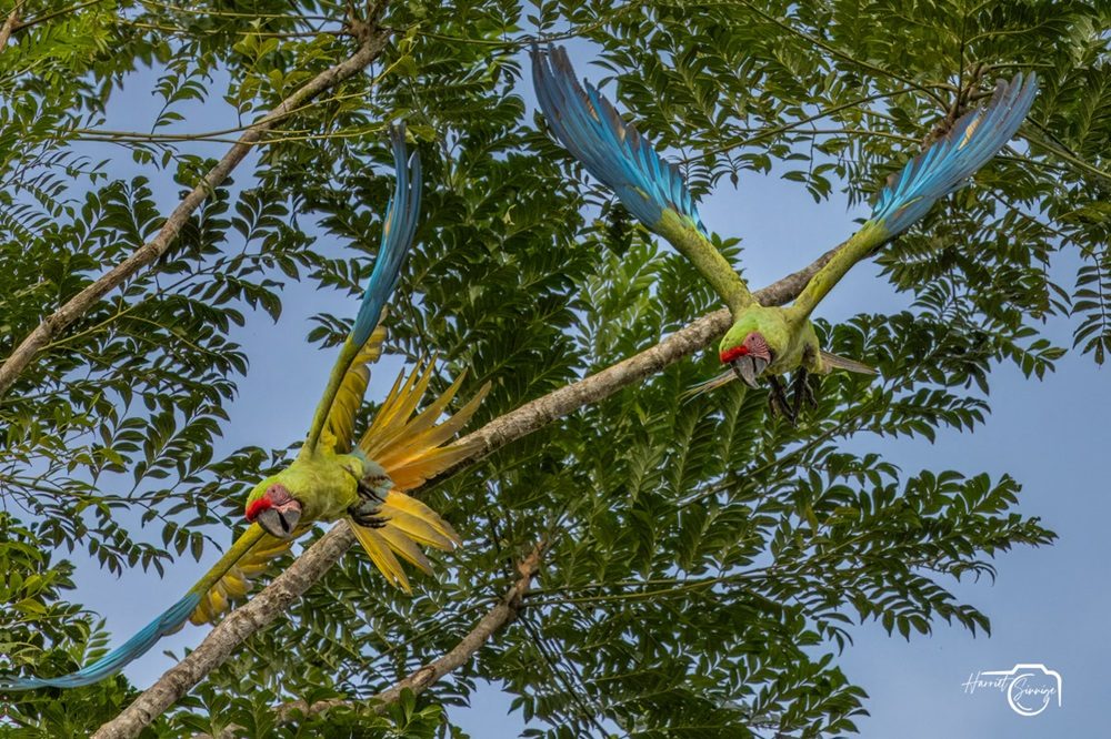 Ara fotoreis Costa Rica