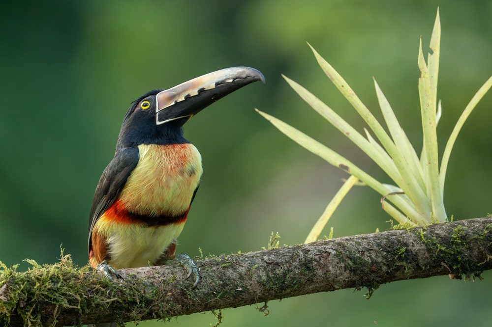 Aracari fotoreis Costa Rica