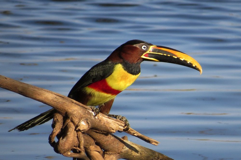Aracari