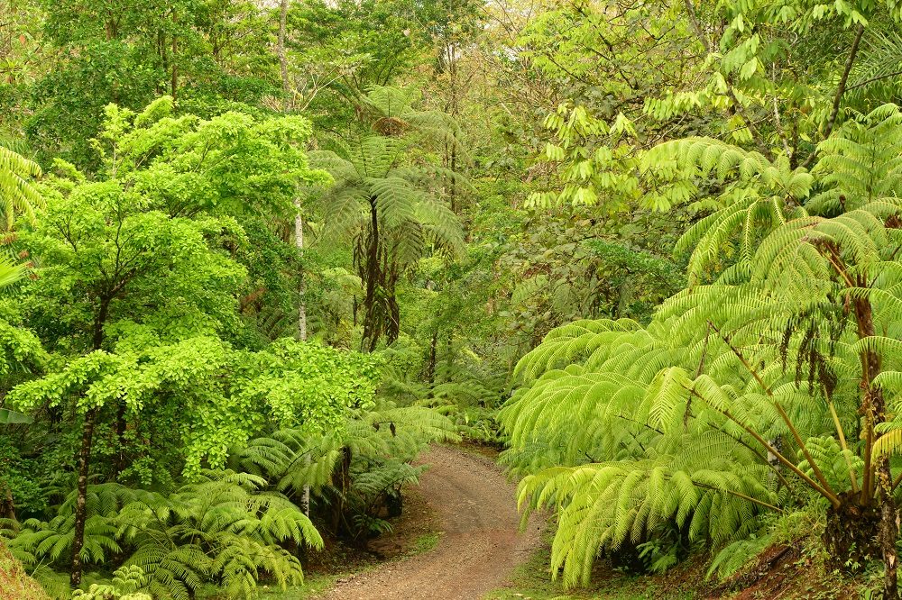 Autorijden door regenwoud naar Costa Rica Autorijden door regenwoud naar Costa Rica