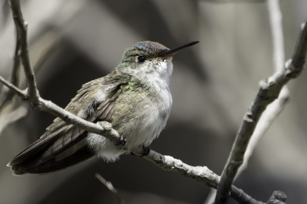 Azure crowned Hummingbird – vogelreis Belize Azure crowned Hummingbird - vogelreis Belize