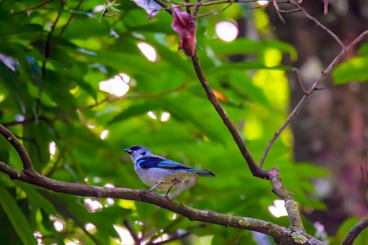 Azure rumped Tanager  Los Tarrales 1