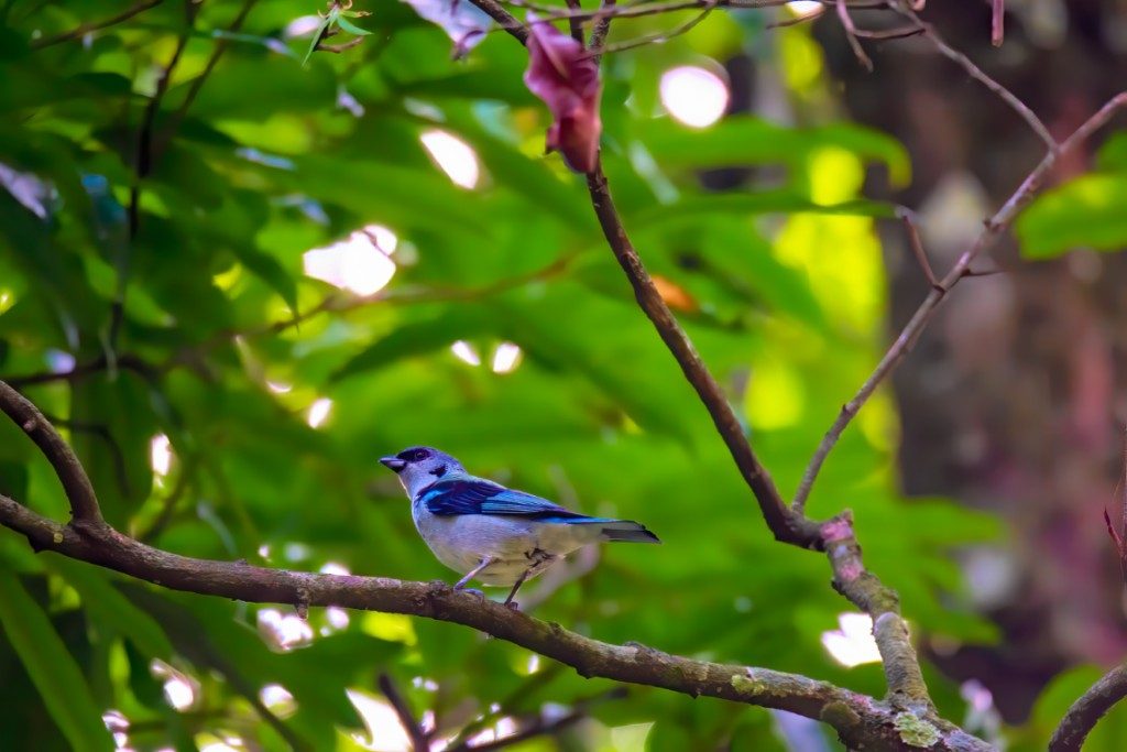 Azure rumped Tanager Los Tarrales Azure rumped Tanager Los Tarrales