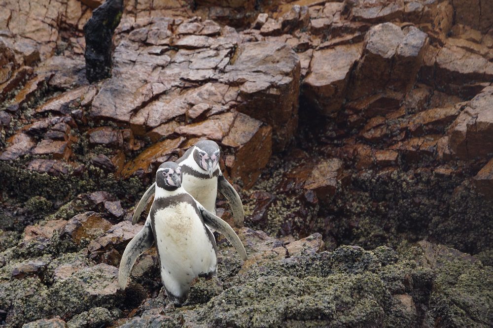 Ballestas eilanden fotocredits Paulo de Boer 1 Ballestas eilanden fotocredits Paulo de Boer 1