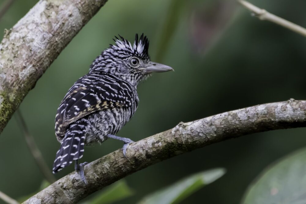 Barred Antshrike Male Vogelreis Belize Barred Antshrike Male Vogelreis Belize