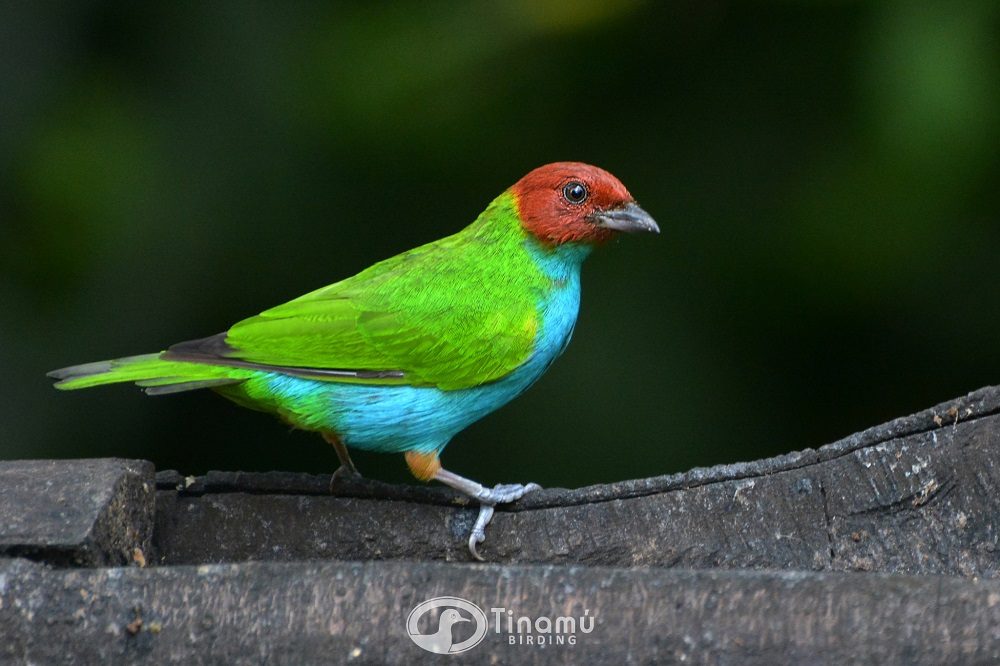 Bay headed Tanager 1 Bay headed Tanager 1