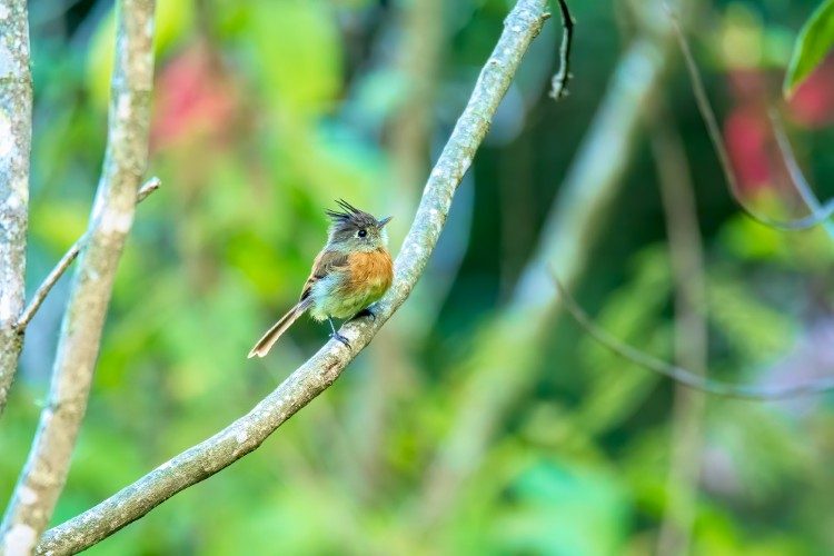 Belted Flycatcher  Lake Atitlan 1