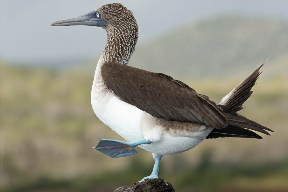 Blauwvoetgent