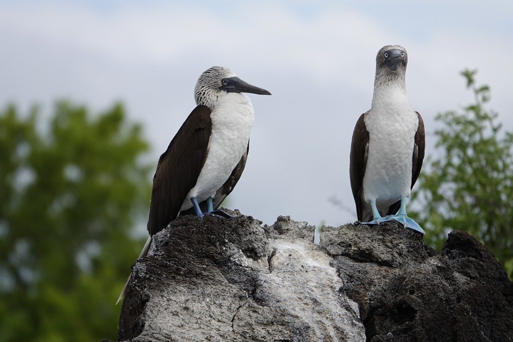 Blauwvoetgenten Blauwvoetgenten