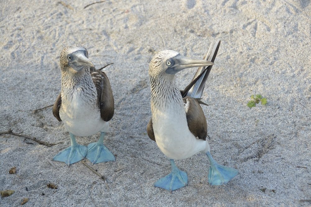 Blue footed boobies Galapagos