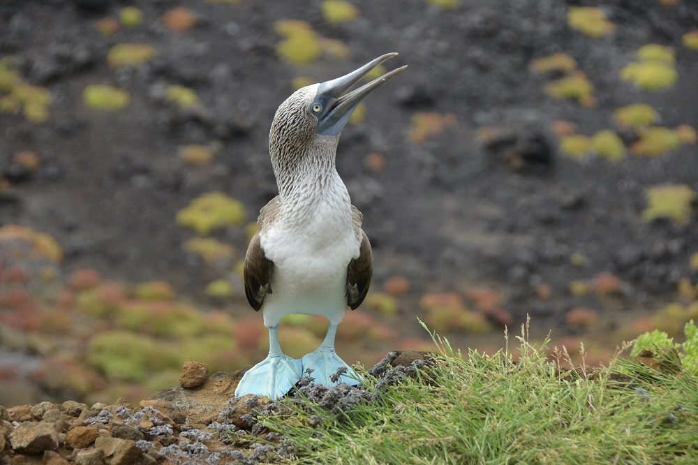 Blue footed booby Galapagos eilanden Blue footed booby Galapagos eilanden