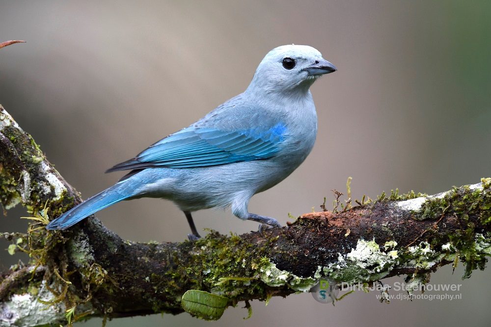 Blue grey tanager