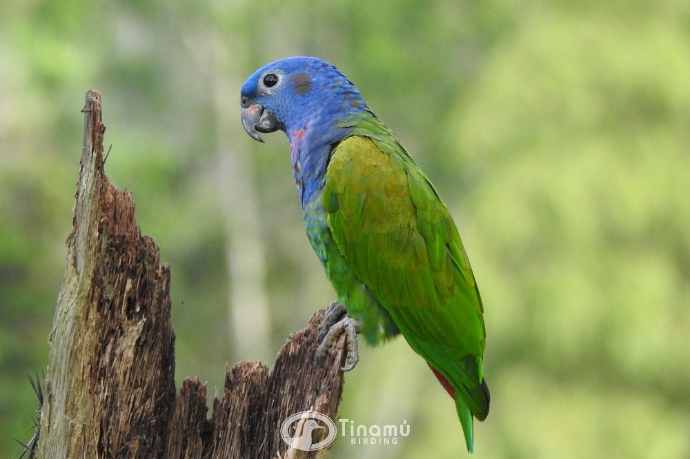 Blue headed Parrot