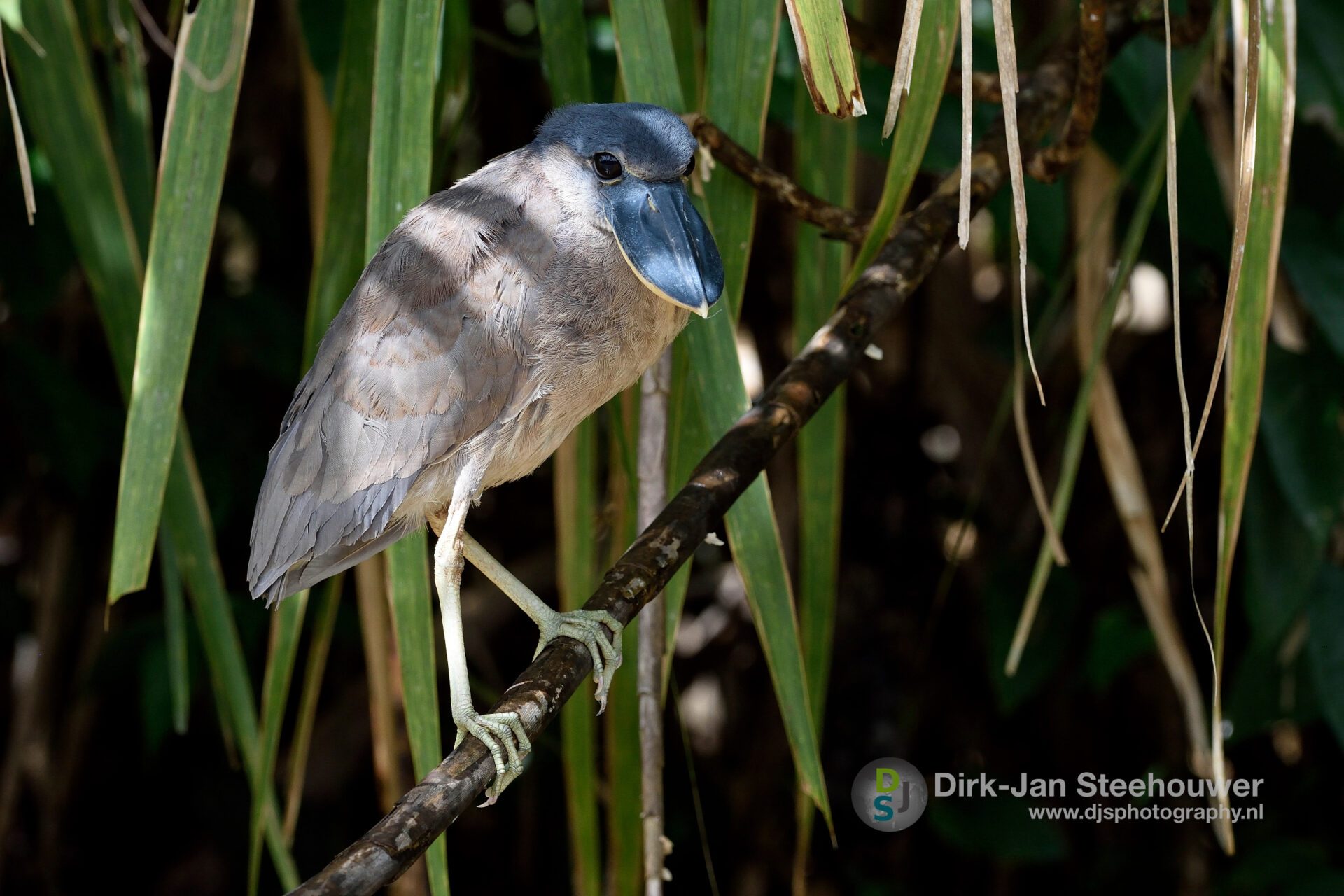 Boat billed heron Boat billed heron