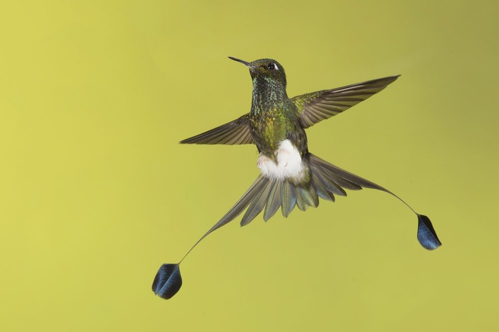Booted Racket tail