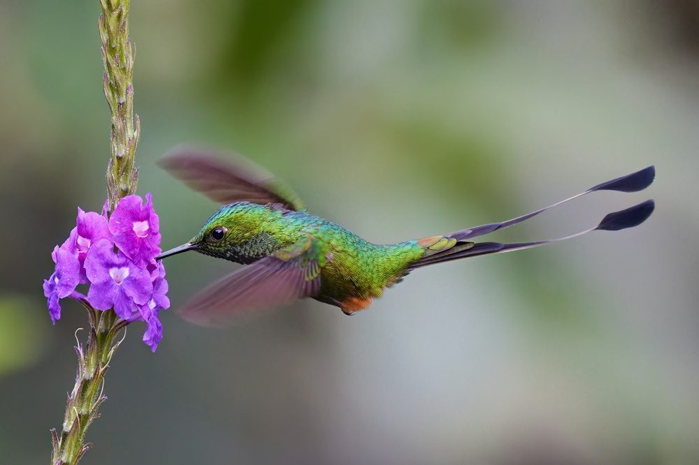 Booted Racket tail male